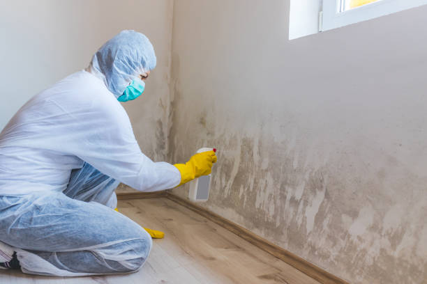 Licensed Black Mold Removal service in Schaumburg, IL - WQB Mold Removal
