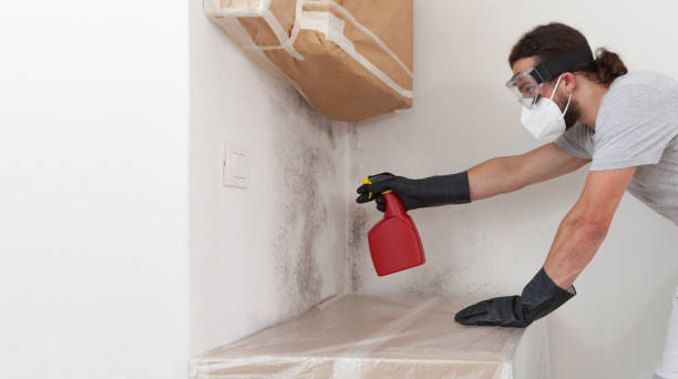 Professional Black Mold Removal technician working in Schaumburg, IL