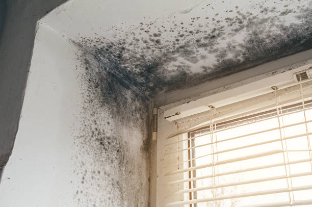 Affordable Black Mold Removal solutions in Schaumburg, IL